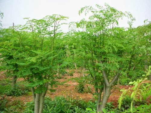 cay chum ngay moringa tree (2)