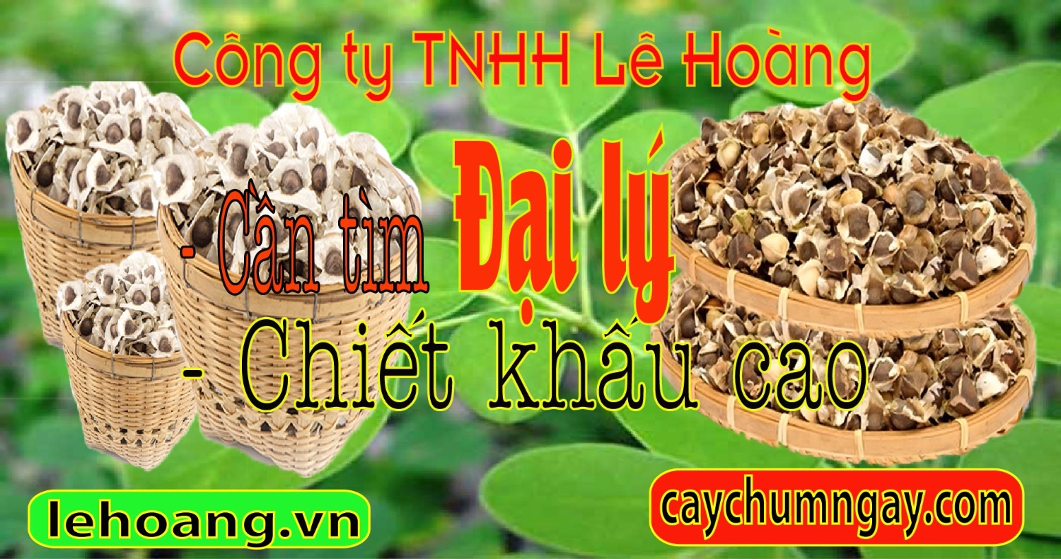 dai ly cay chum ngay (47)