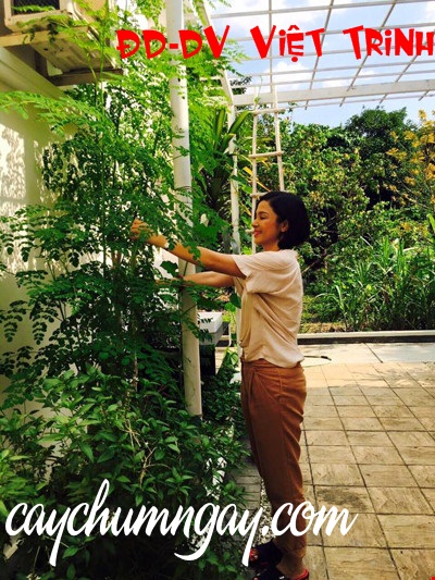 Diễn viên Việt Trinh trồng Cây Chùm ngây và  tràn ngập hoa quả trong Biệt thự nhà vườn