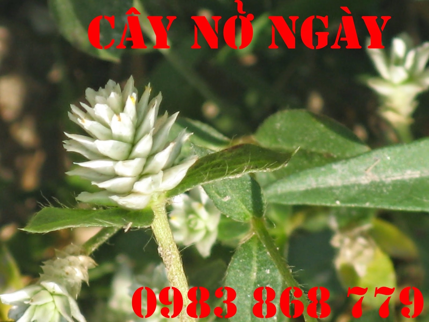 cay no ngay dat (25)