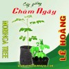 Cây Giống Chùm ngây